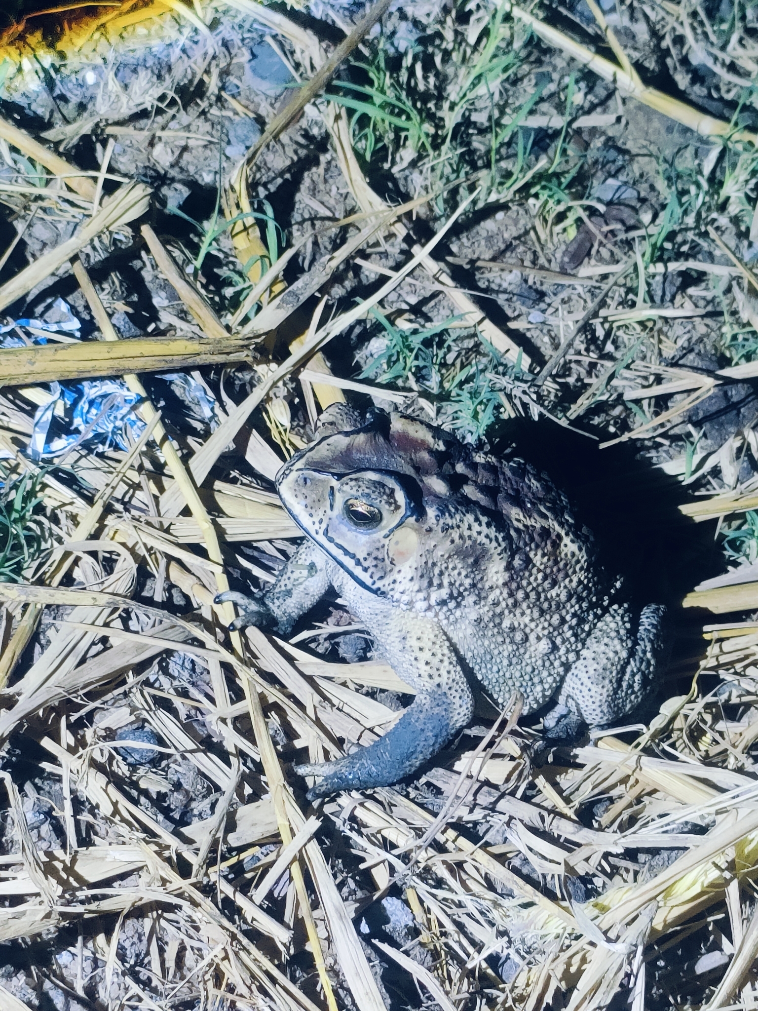 Indian Common True Toad
