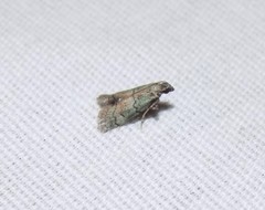 Cacotherapia flexilinealis