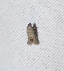 Cacotherapia flexilinealis