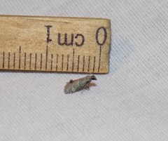 Cacotherapia flexilinealis