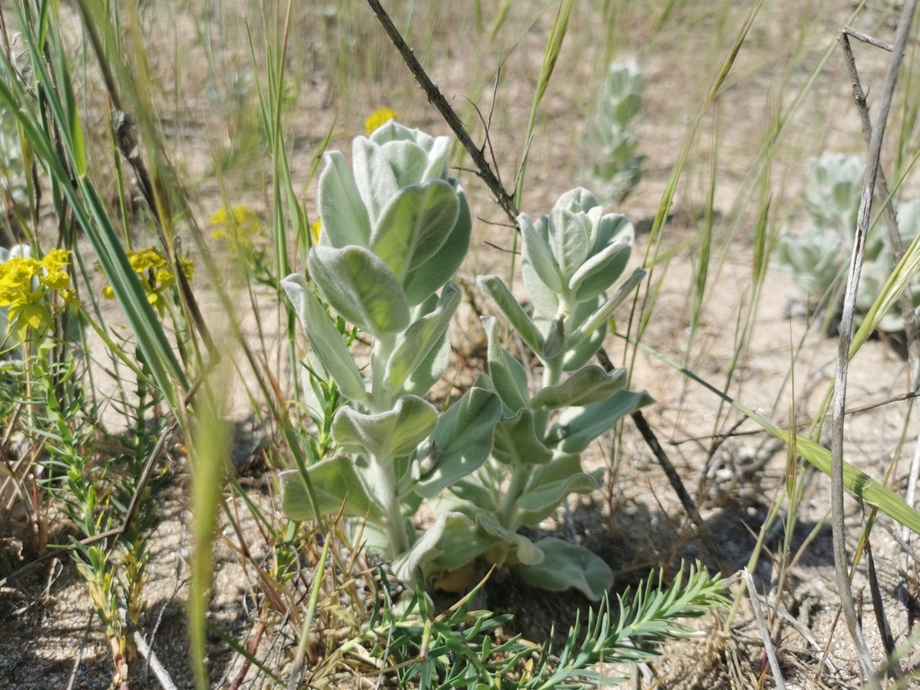 Convolvulus persicus; photograph (c) u101125, some rights reserved (CC BY)