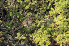 Schoeniophylax phryganophilus