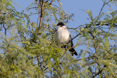 Xenopsaris albinucha