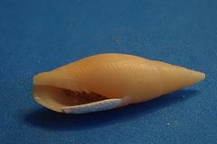 Probata barbadensis