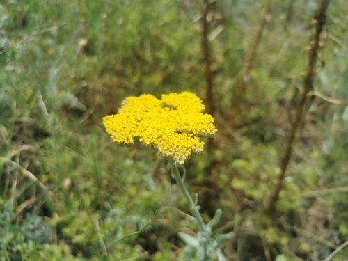 Achillea clypeolata (Achillea clypeolata)