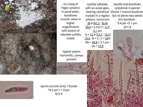 Subulicystidium longisporum observed 2025-05-17