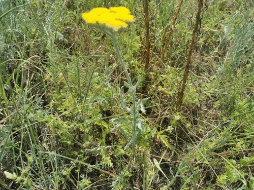 Achillea clypeolata, photograph 3