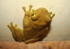 Trachycephalus mesophaeus