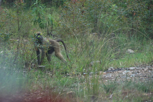 Grayfoot Chacma Baboon