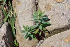 Euphorbia jolkinii