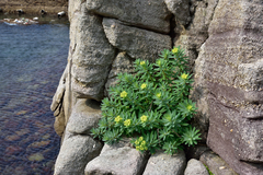 Euphorbia jolkinii