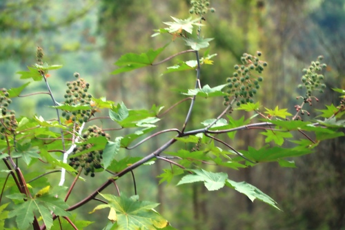 castor bean