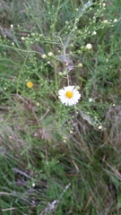 Symphyotrichum pilosum