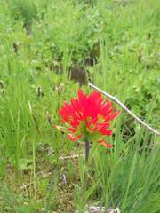Castilleja suksdorfii