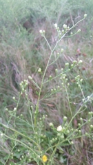 Symphyotrichum pilosum