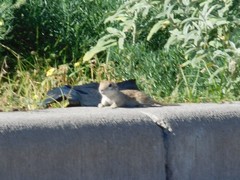 Xerospermophilus spilosoma