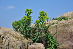 Euphorbia jolkinii
