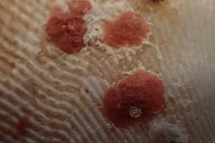 Homotrema rubrum