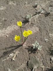 Zephyranthes longifolia