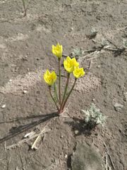 Zephyranthes longifolia
