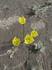 Zephyranthes longifolia