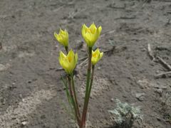 Zephyranthes longifolia