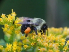 Bombus impatiens