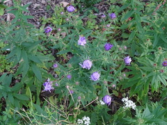 Symphyotrichum novae-angliae