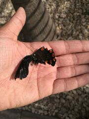 Battus philenor philenor