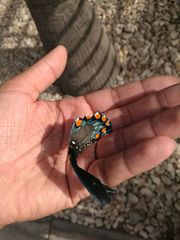 Battus philenor philenor