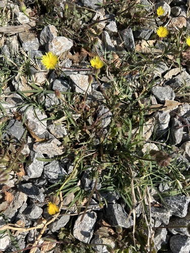 False Hawkbit