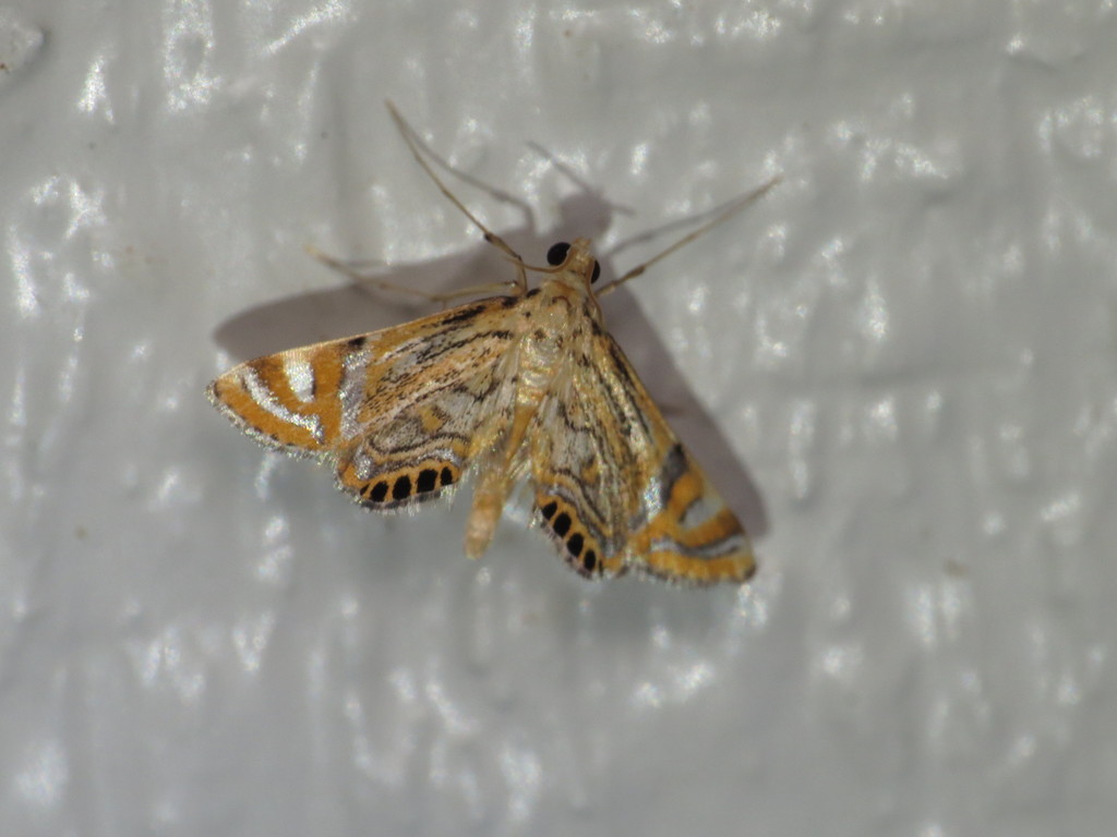 Cataclysta lampetialis