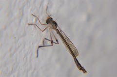 Leptogastrinae