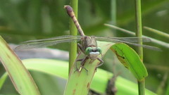 Arigomphus pallidus