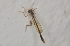 Leptogastrinae