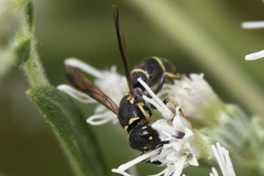 Parancistrocerus pensylvanicus