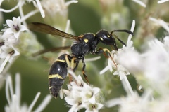 Parancistrocerus pensylvanicus