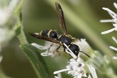 Parancistrocerus pensylvanicus