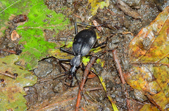 Scaphinotus angusticollis