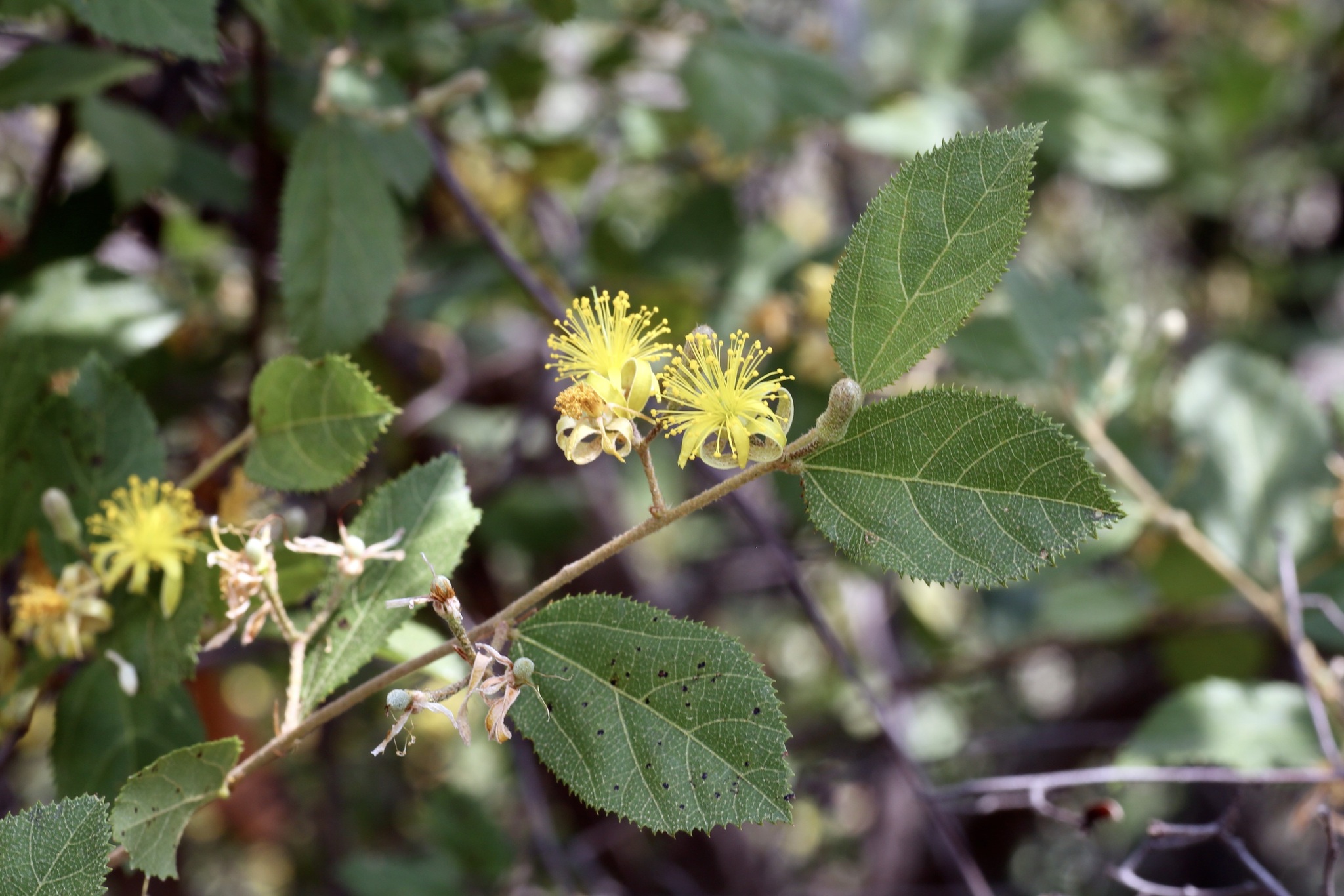 Grewia retinervis