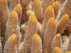 Acropora millepora