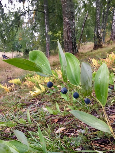 Polygonatum odoratum iNat (3)