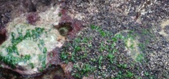 Ulvaceae