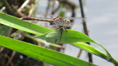 Arigomphus pallidus