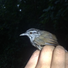 Cantorchilus modestus