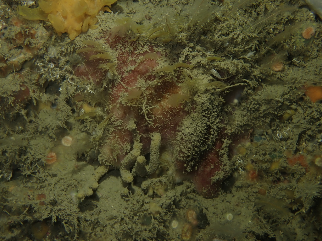 Stelletta grubii