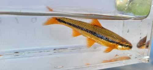 Ozark Minnow