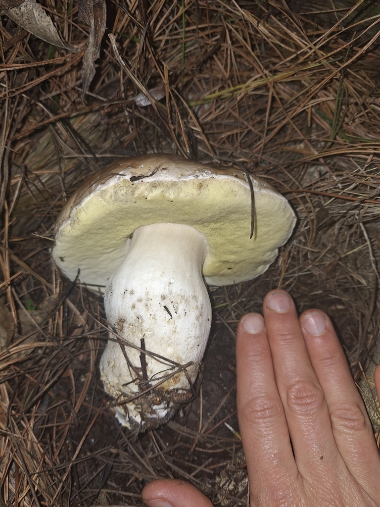 Boletus edulis · May 2025 · photo: © heidimeudt (iNaturalist, cc-by)