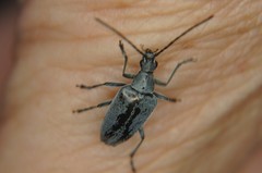 Tomentgaurotes batesi