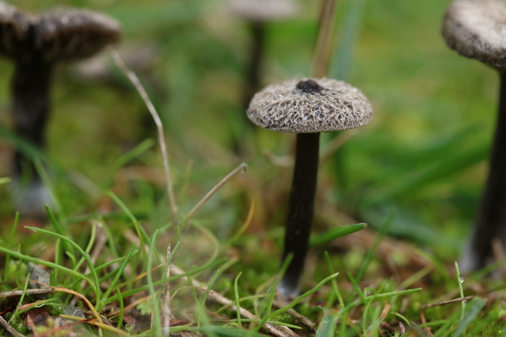 Entoloma crinitum · May 2025 · photo: © jupal04 (iNaturalist, cc-by)